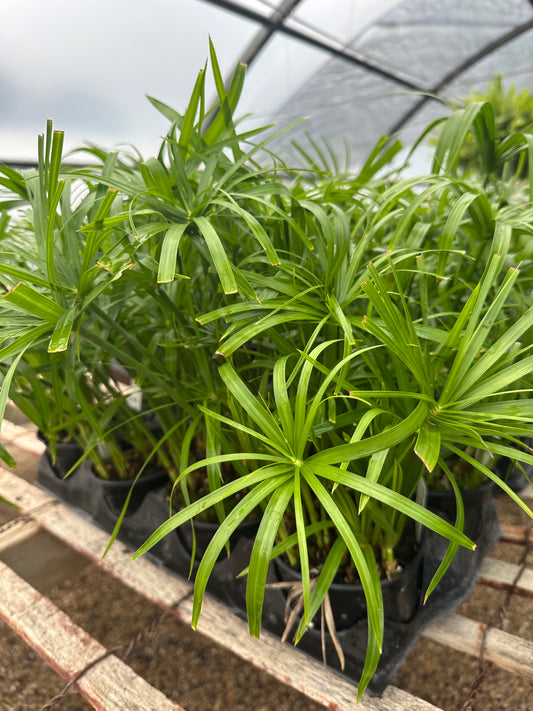 Cyperus - Wild Spike