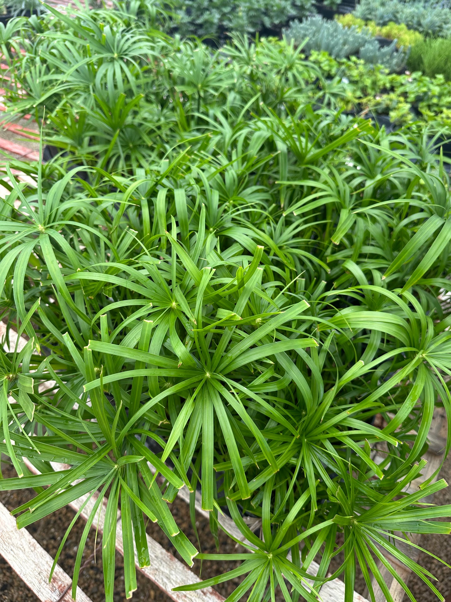 Cyperus - Wild Spike