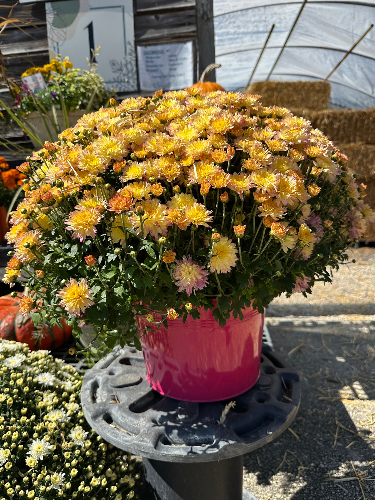 Metal Pot Cover - 9" mum