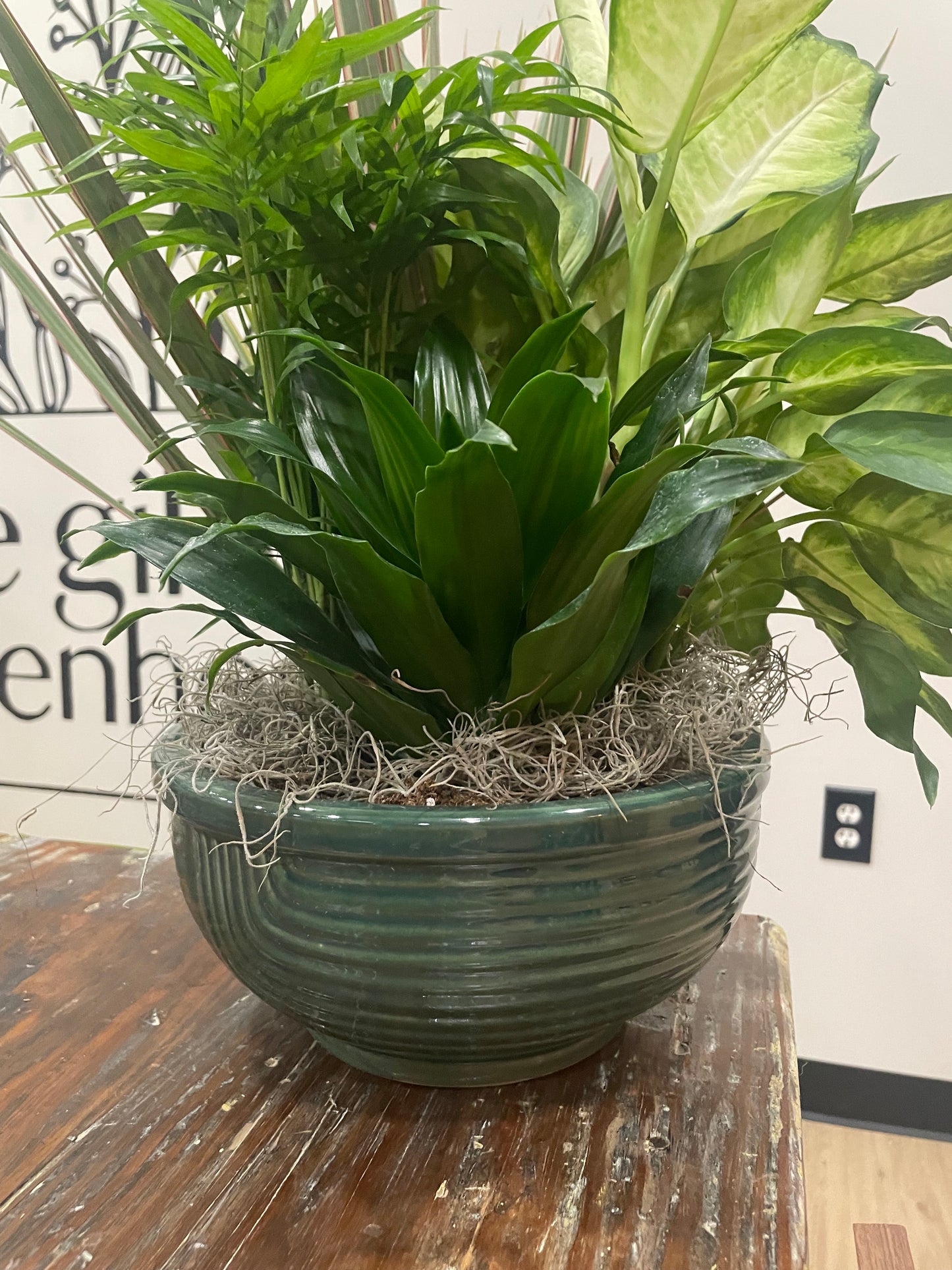 10" Dish Garden
