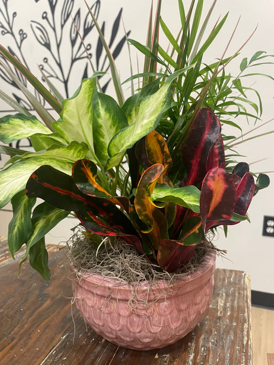 8" Dish Garden