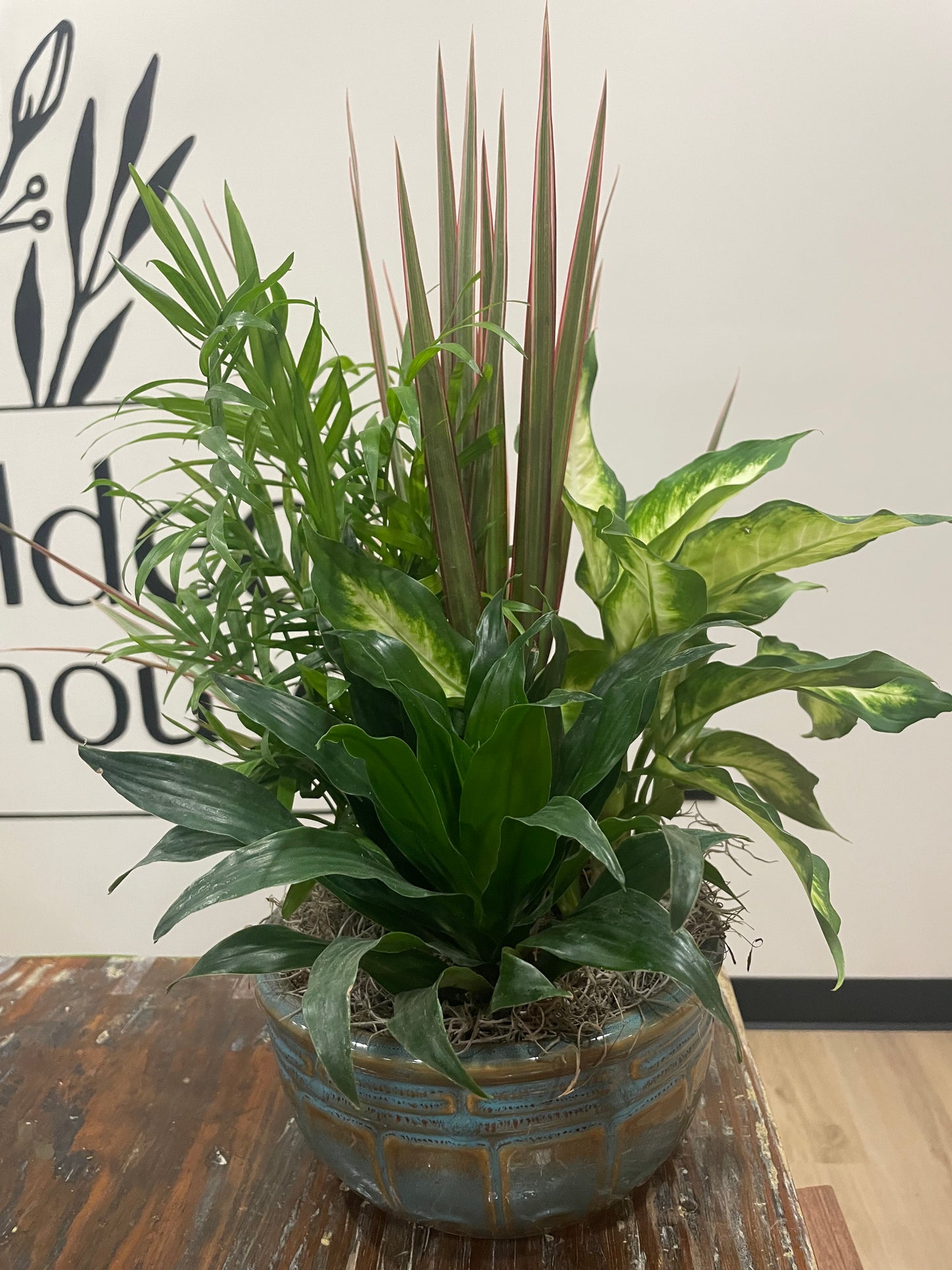 8" Dish Garden