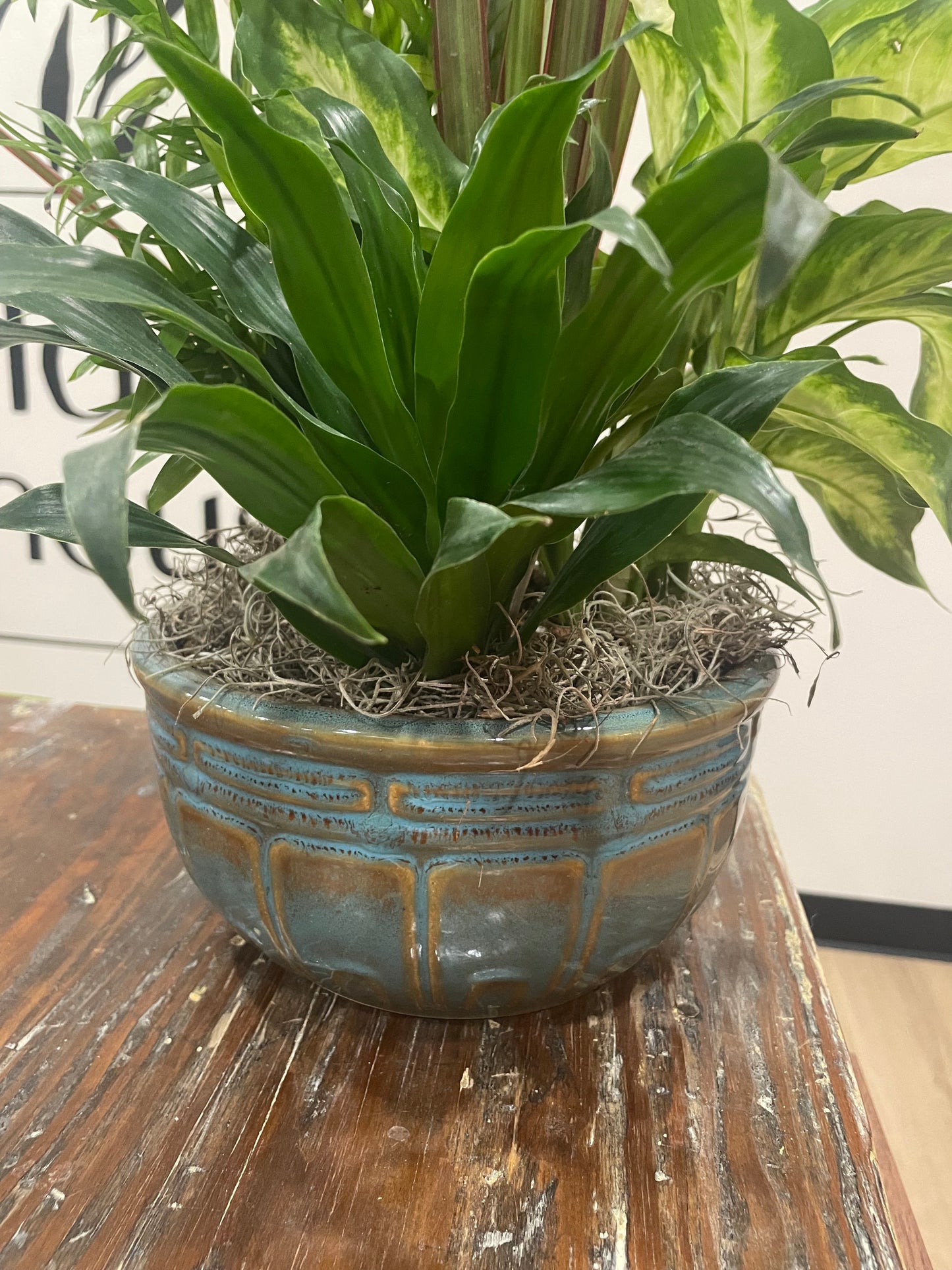 8" Dish Garden