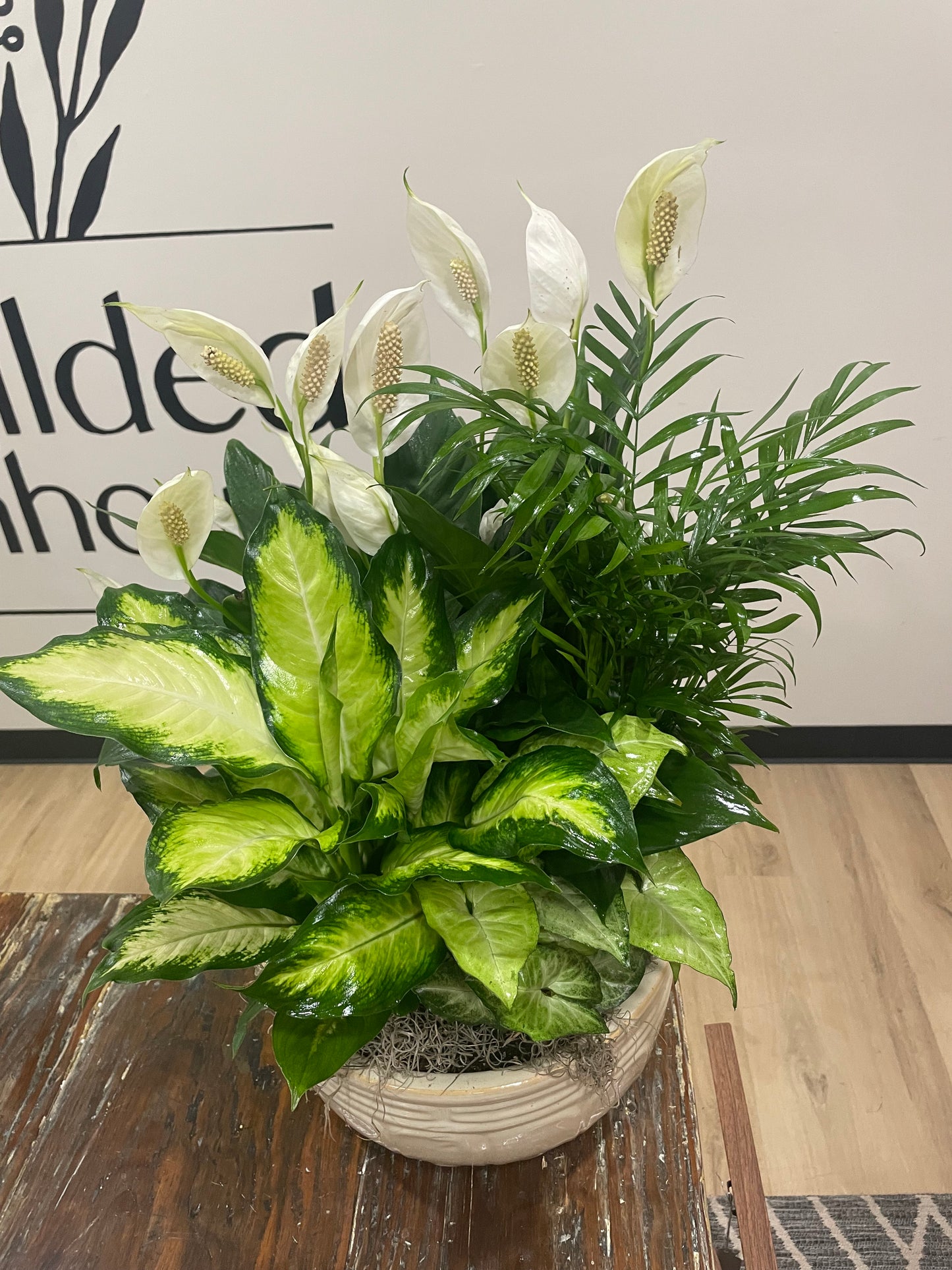 12" Dish Garden