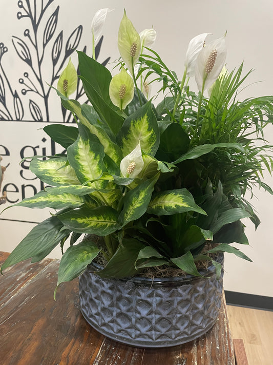 12" Dish Garden