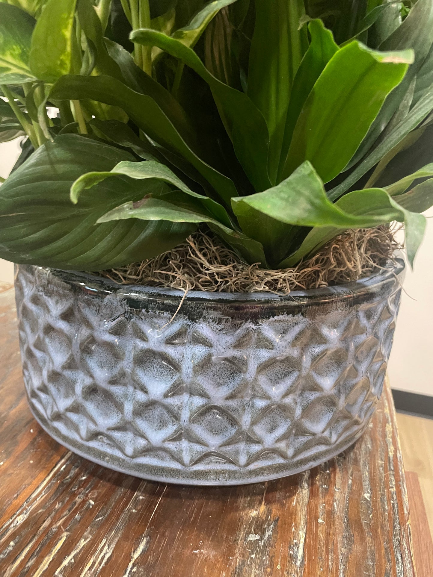 12" Dish Garden