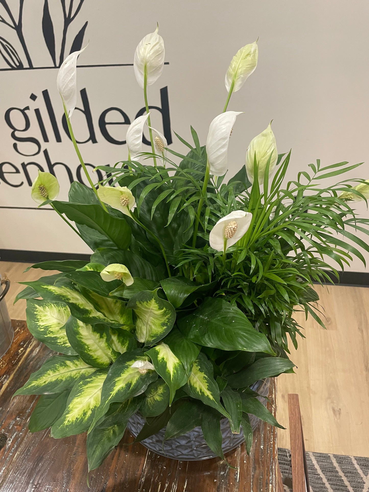 12" Dish Garden
