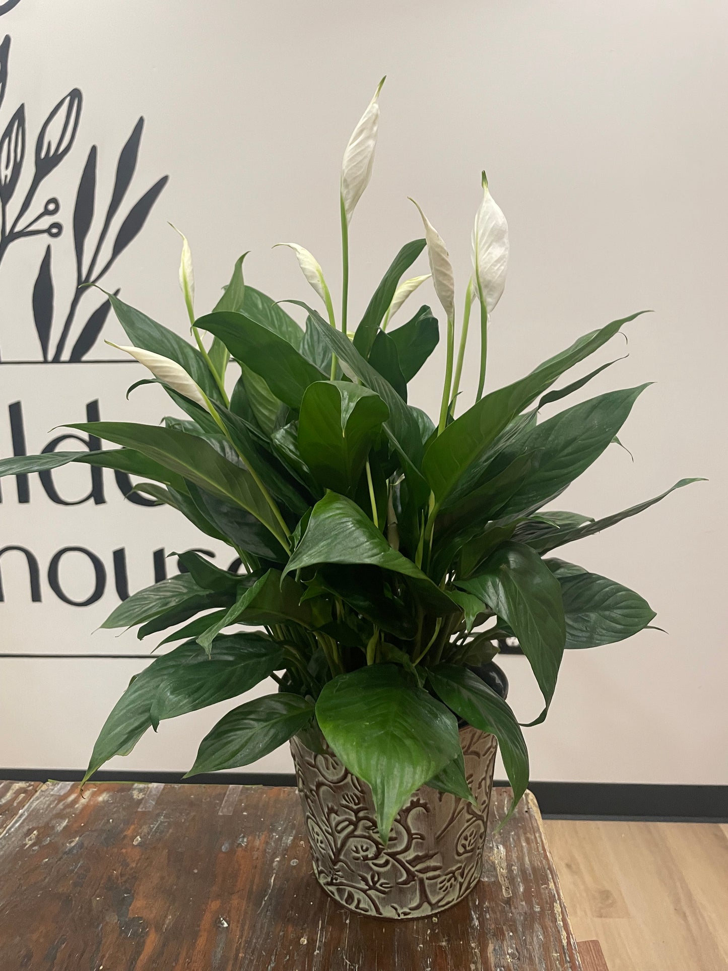 8" Peace Lily
