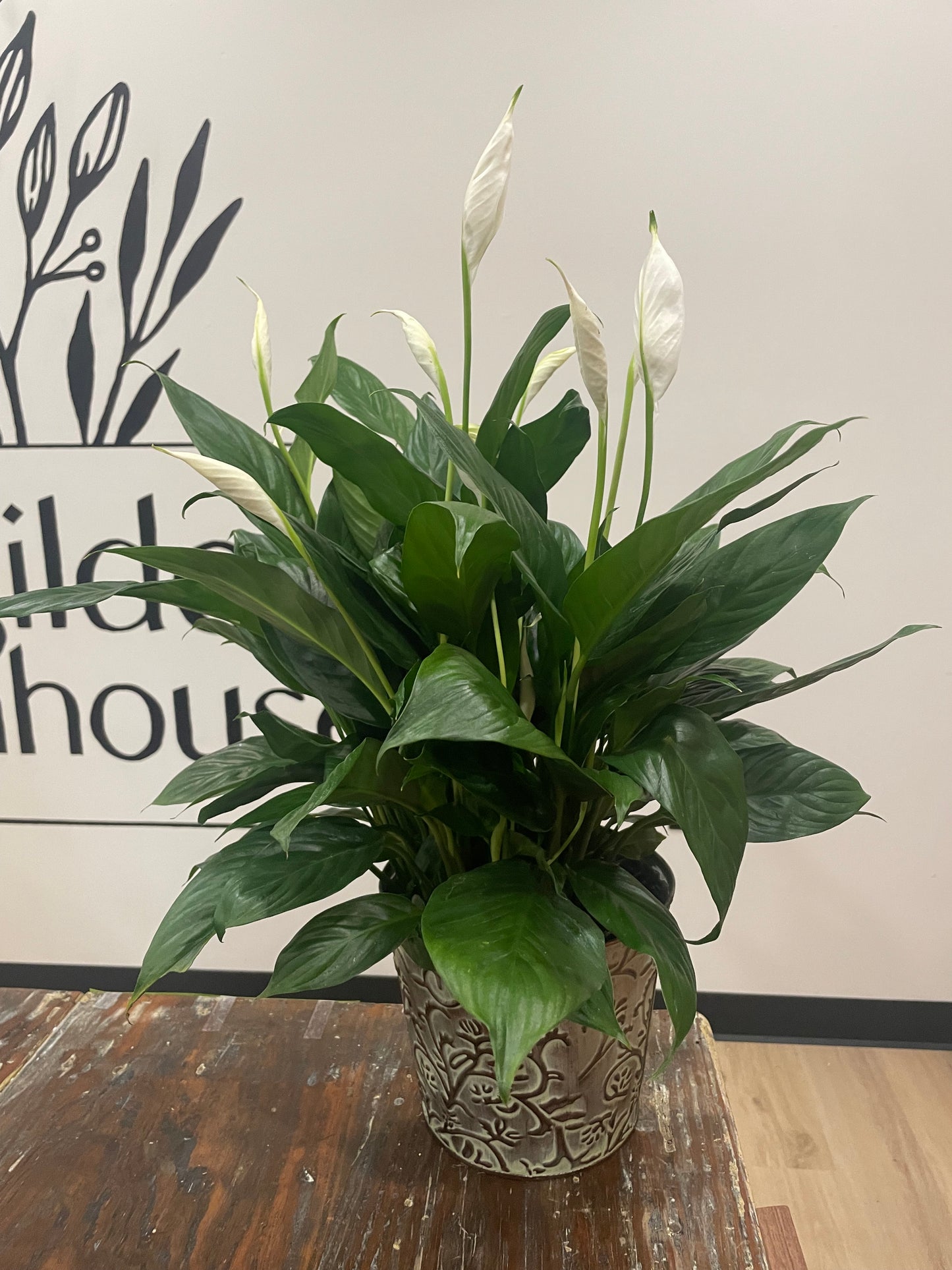 8" Peace Lily