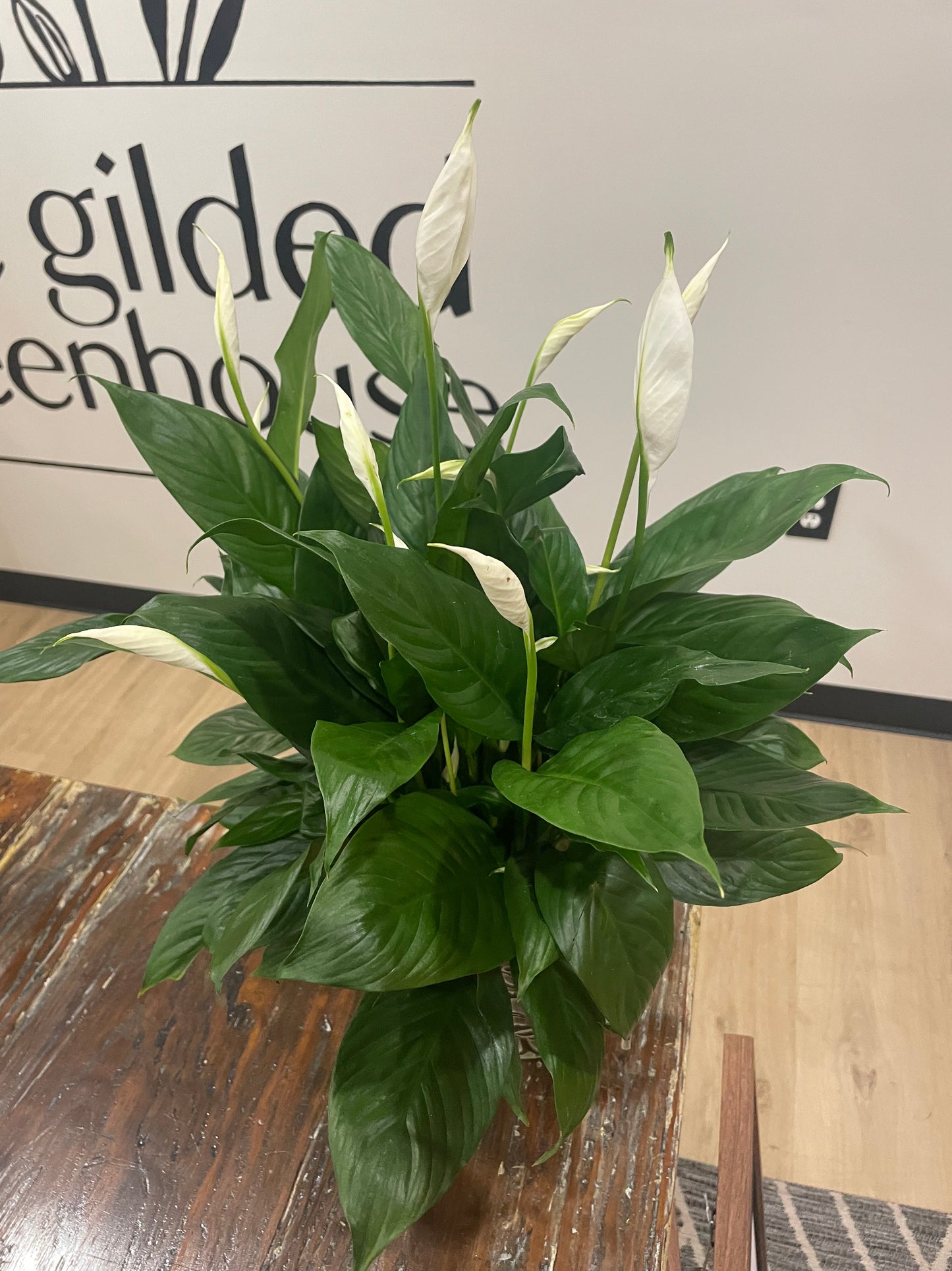 8" Peace Lily