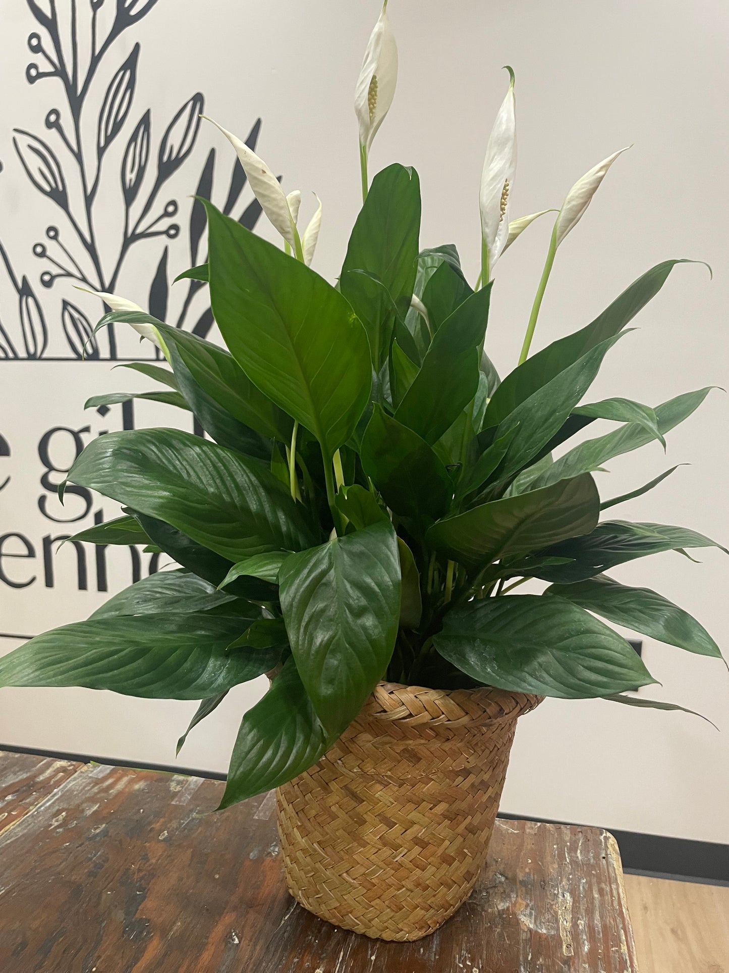8" Peace Lily