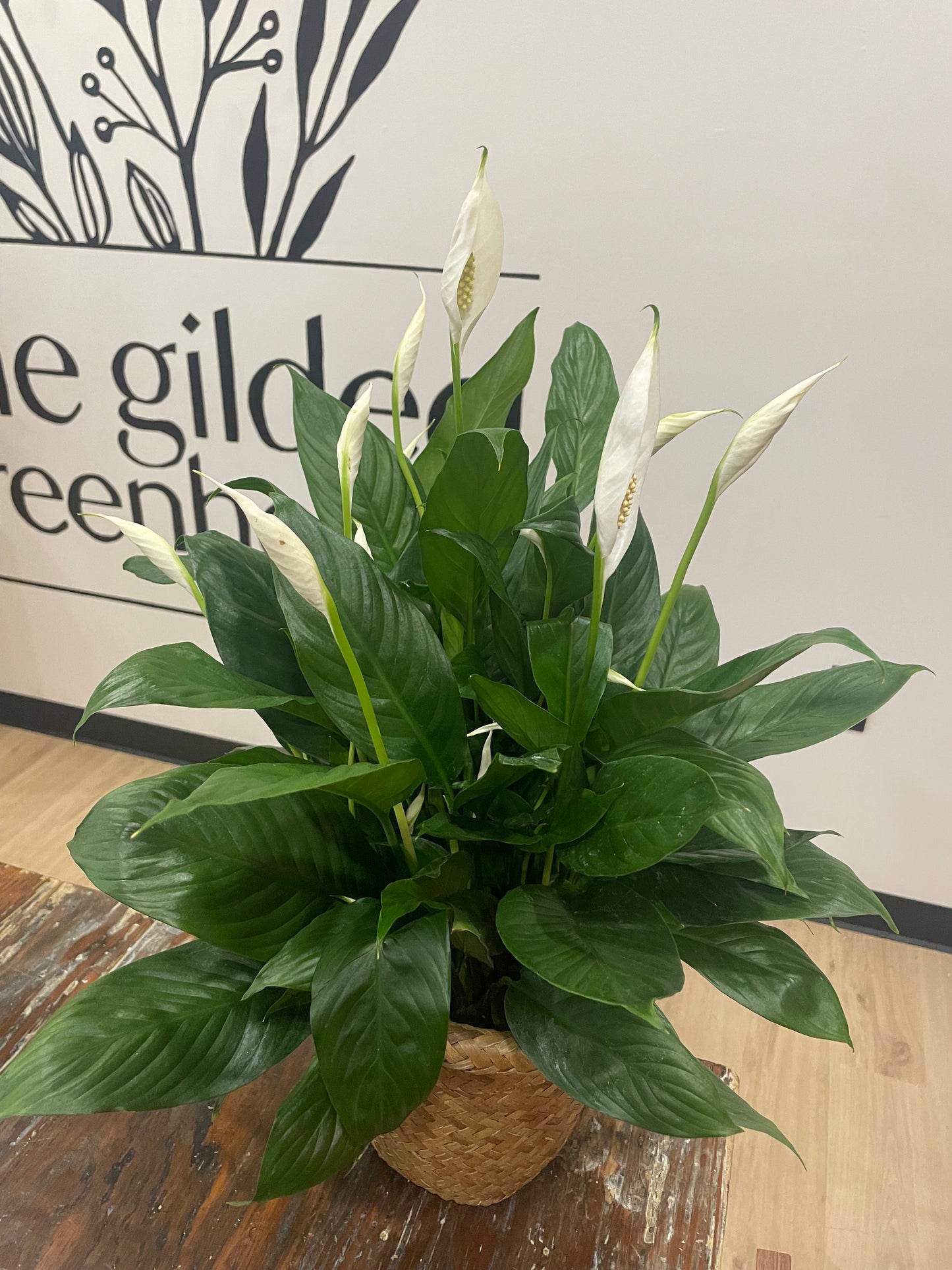 8" Peace Lily