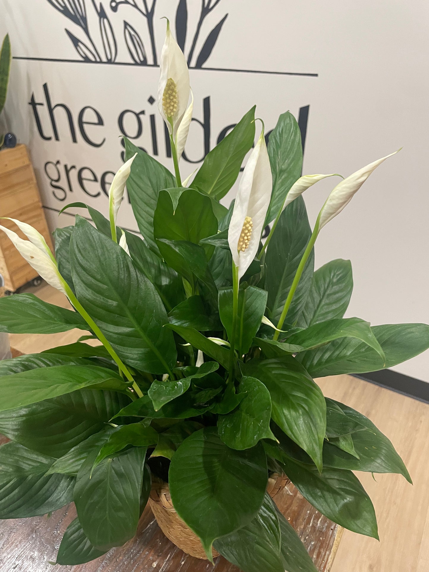 8" Peace Lily