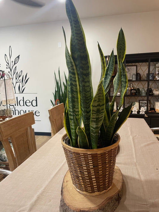 8" Snake Plant