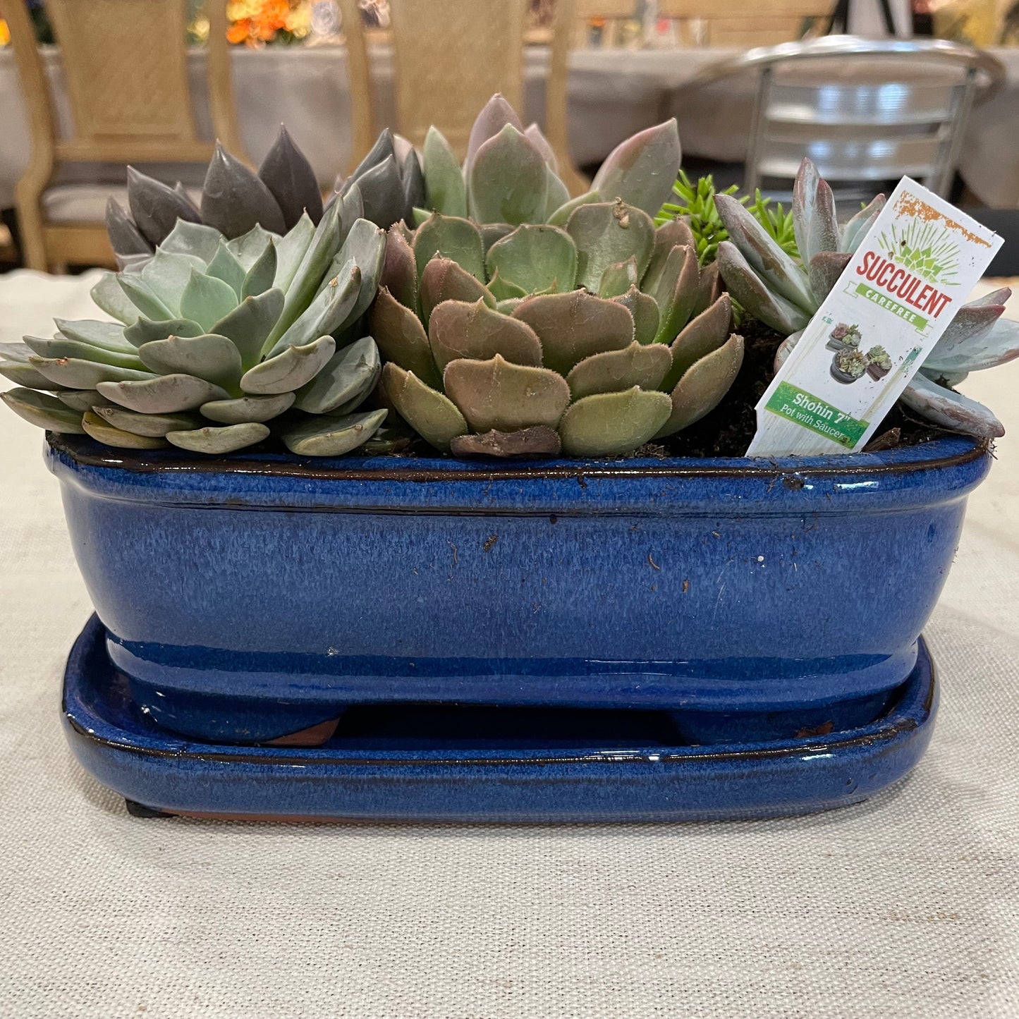 Shohin Succulent Garden with Saucer