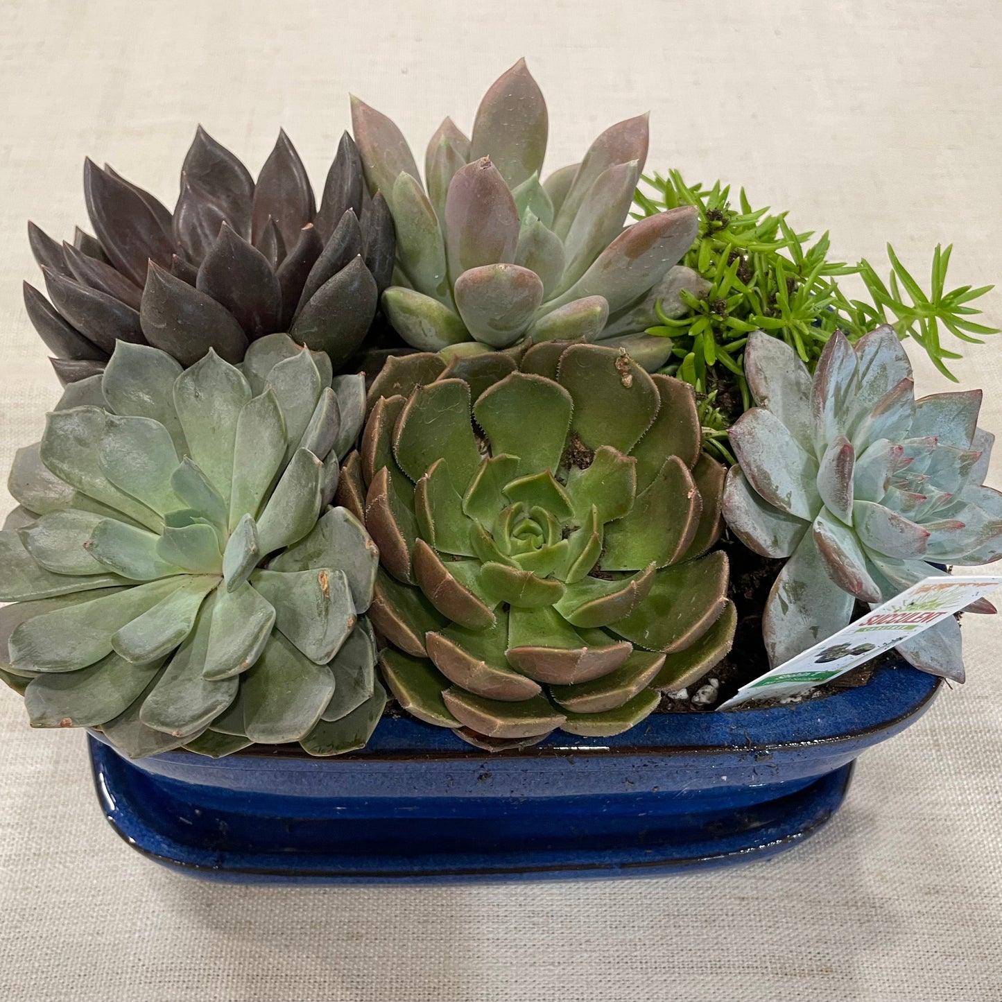 Shohin Succulent Garden with Saucer