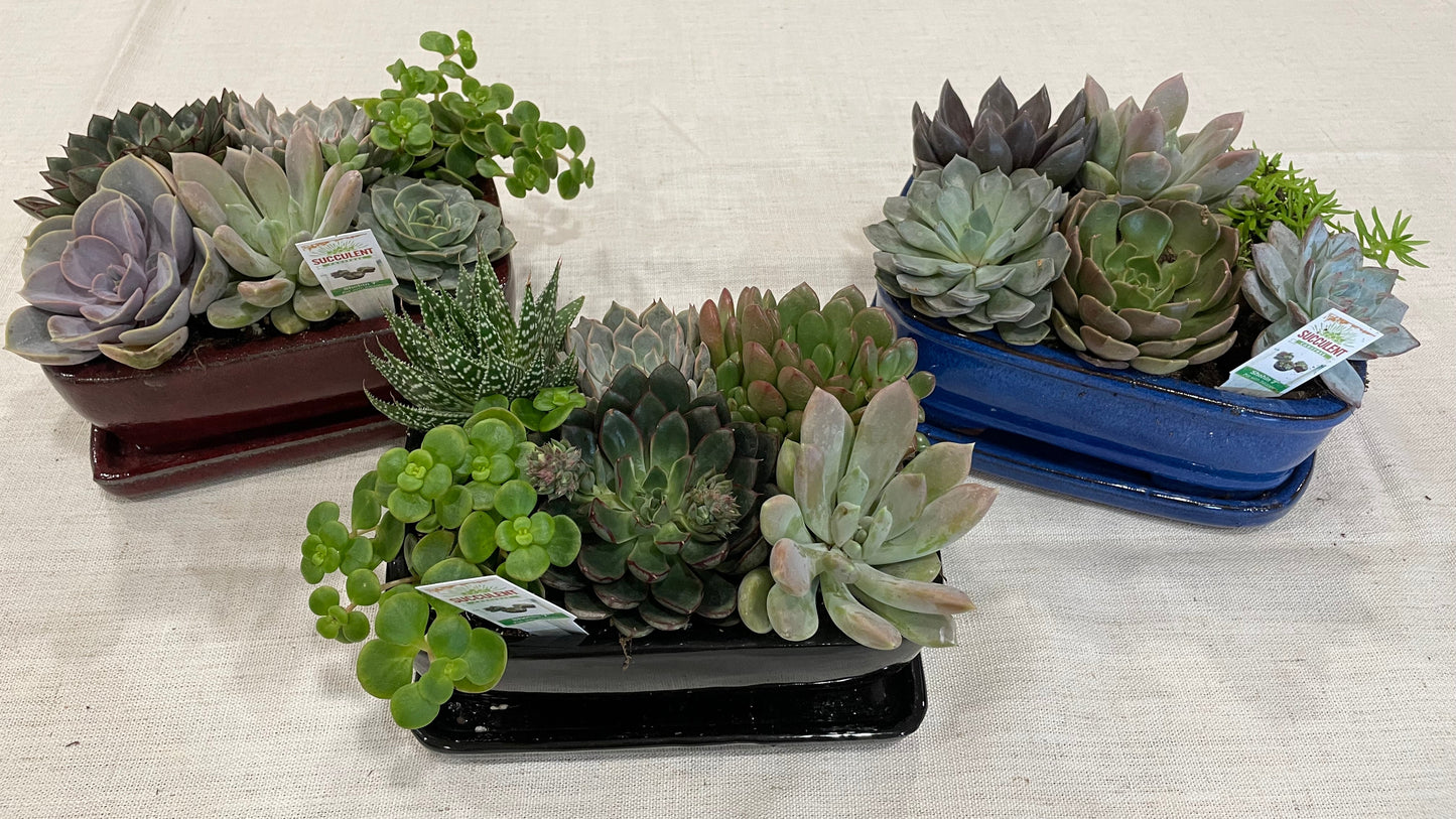 Shohin Succulent Garden with Saucer