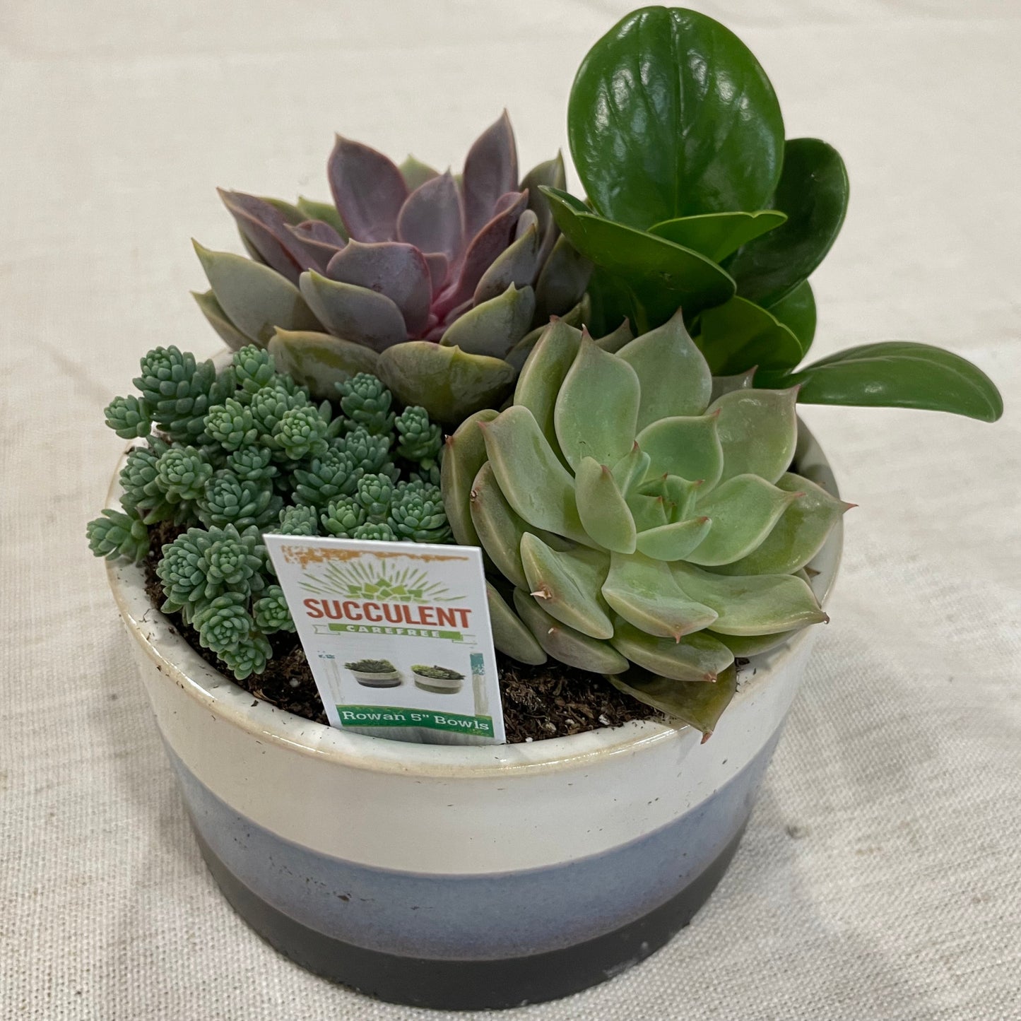 Odessa Succulent Garden