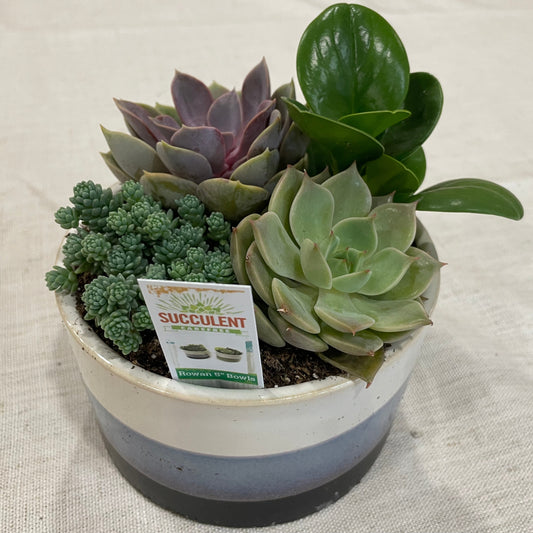 Odessa Succulent Garden