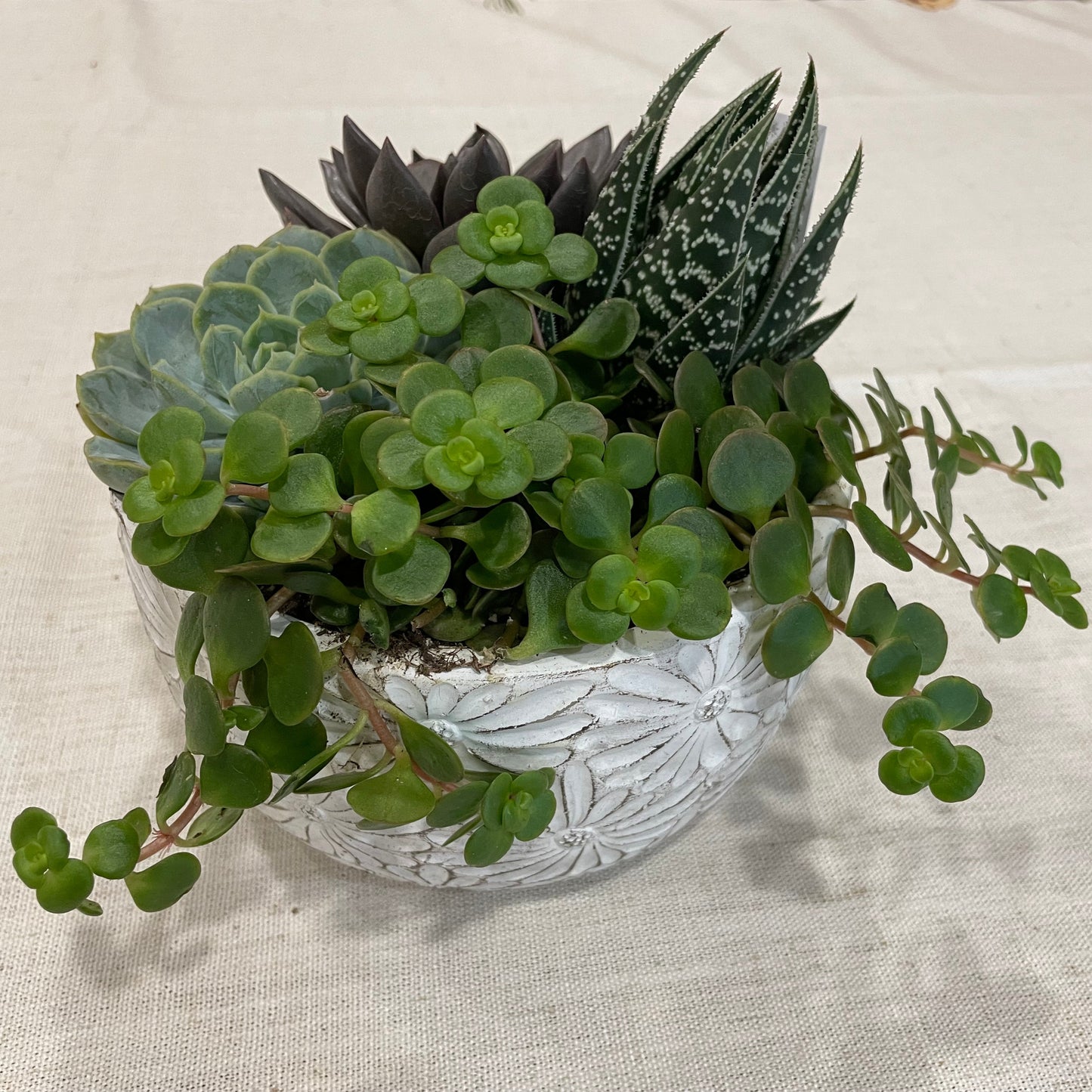 Daisy Bowl Succulent Garden