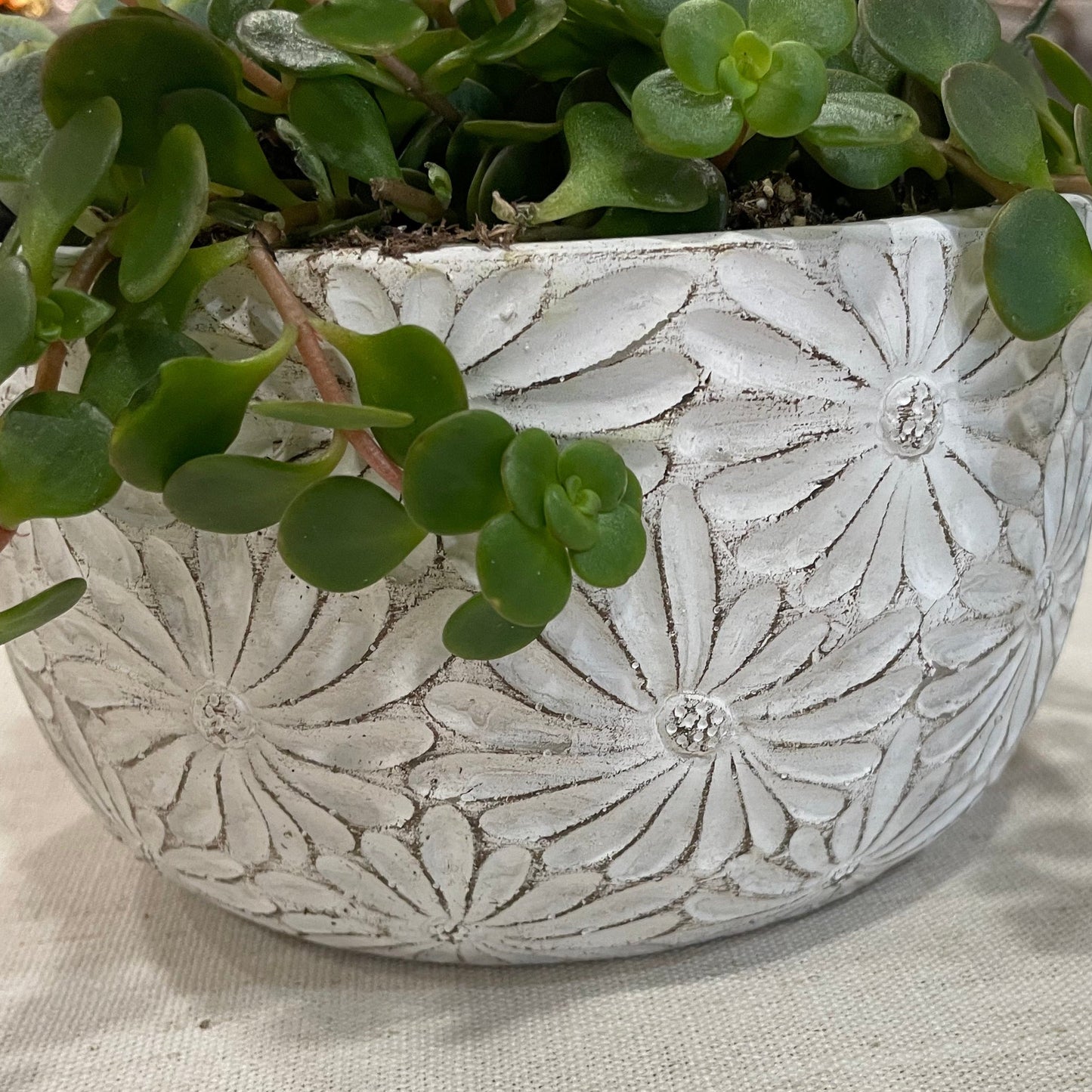 Daisy Bowl Succulent Garden