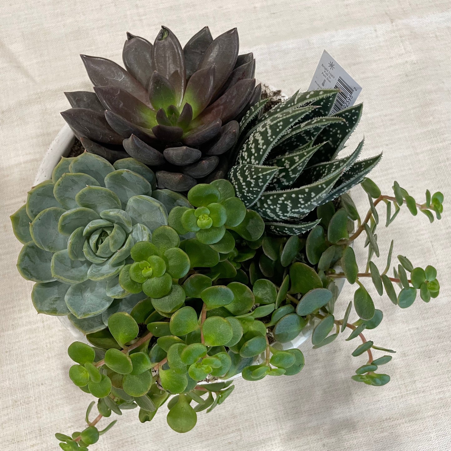 Daisy Bowl Succulent Garden