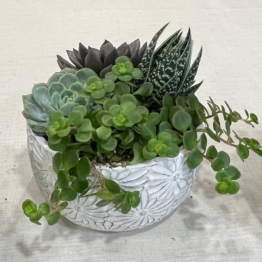 Daisy Bowl Succulent Garden