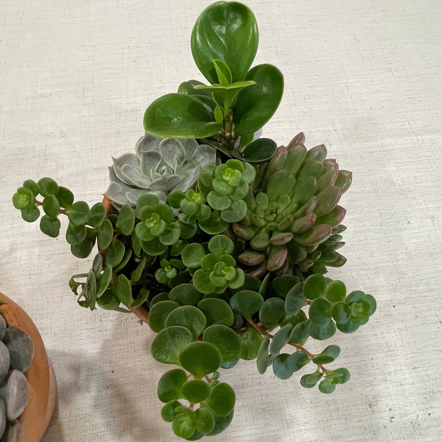 Terracotta Succulent Garden