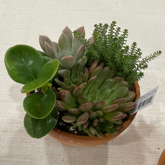 Terracotta Succulent Garden