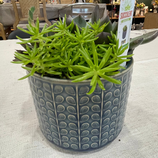 Rowan Bowl Succulent Garden