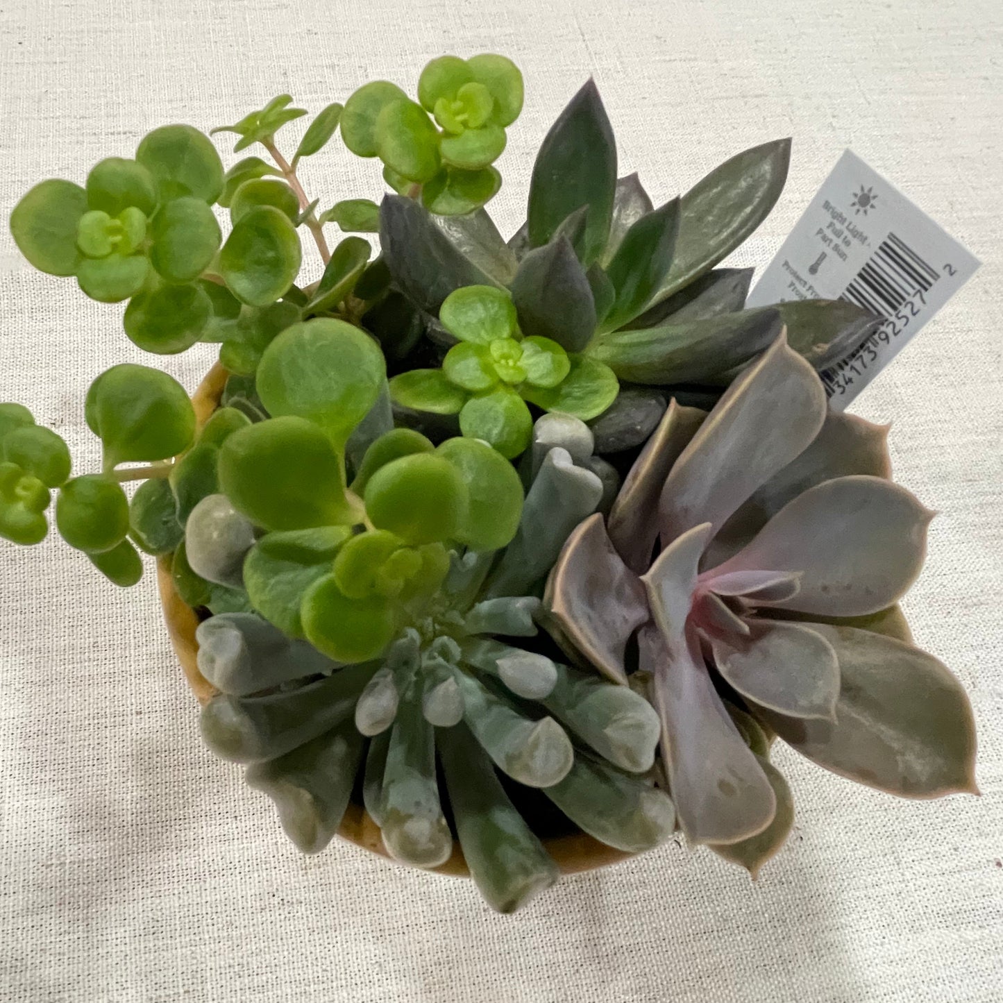 Rowan Bowl Succulent Garden