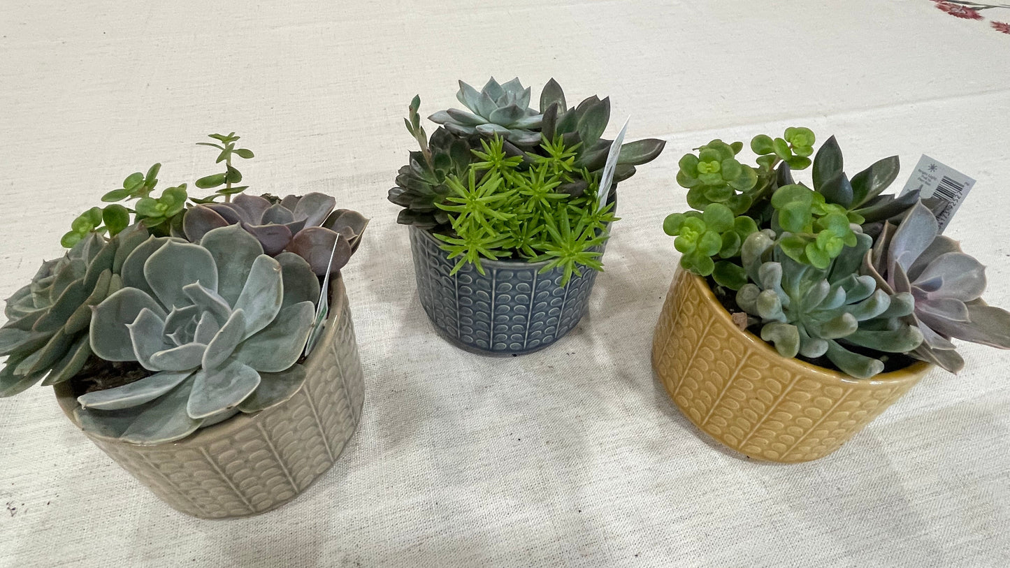 Rowan Bowl Succulent Garden