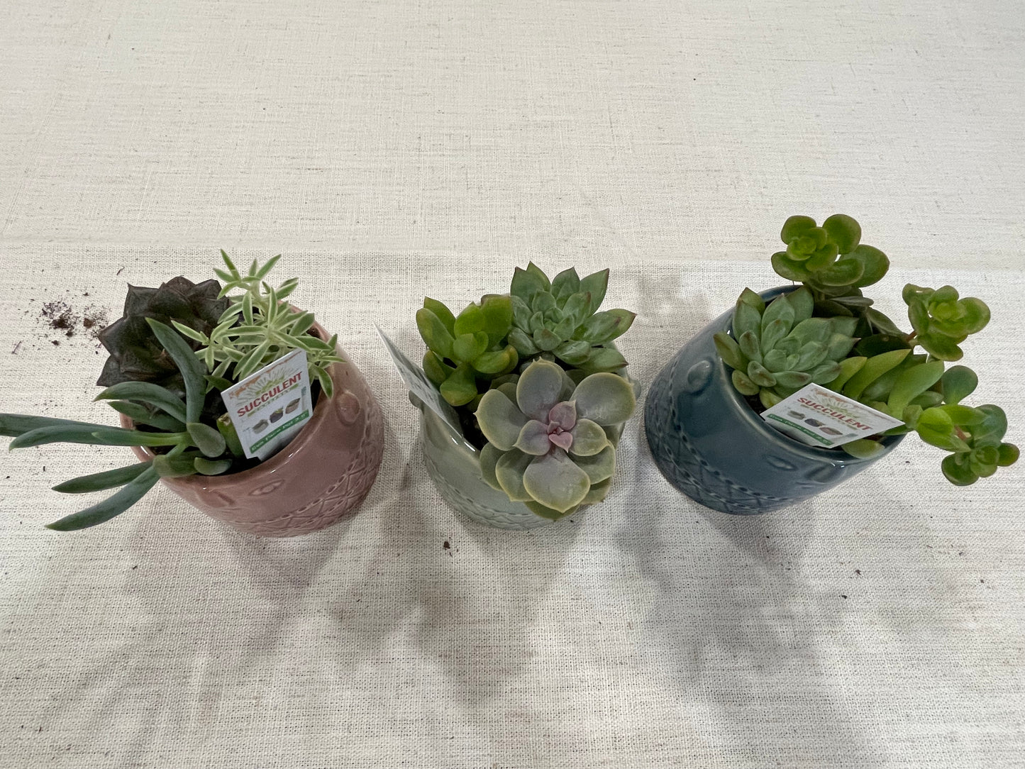 Eva Face Pot Succulent Garden