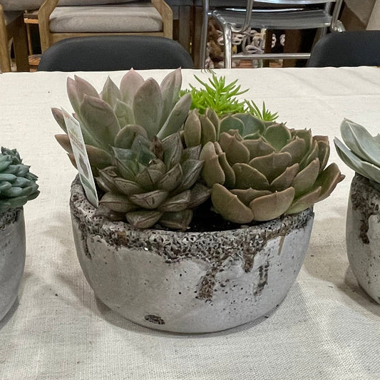 Distressed Cement Succulent Garden