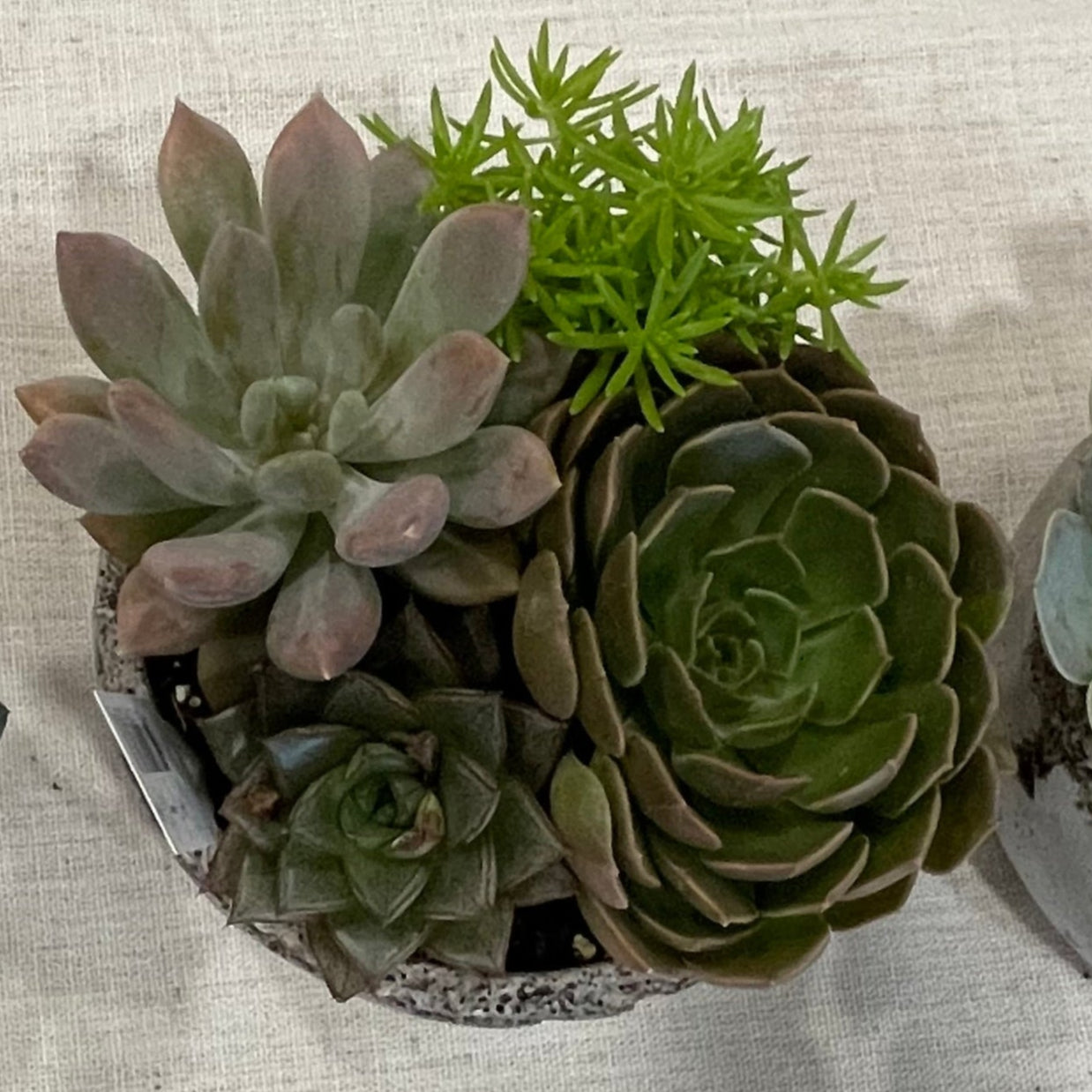 Distressed Cement Succulent Garden