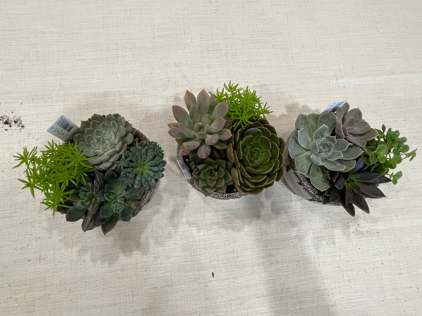 Distressed Cement Succulent Garden