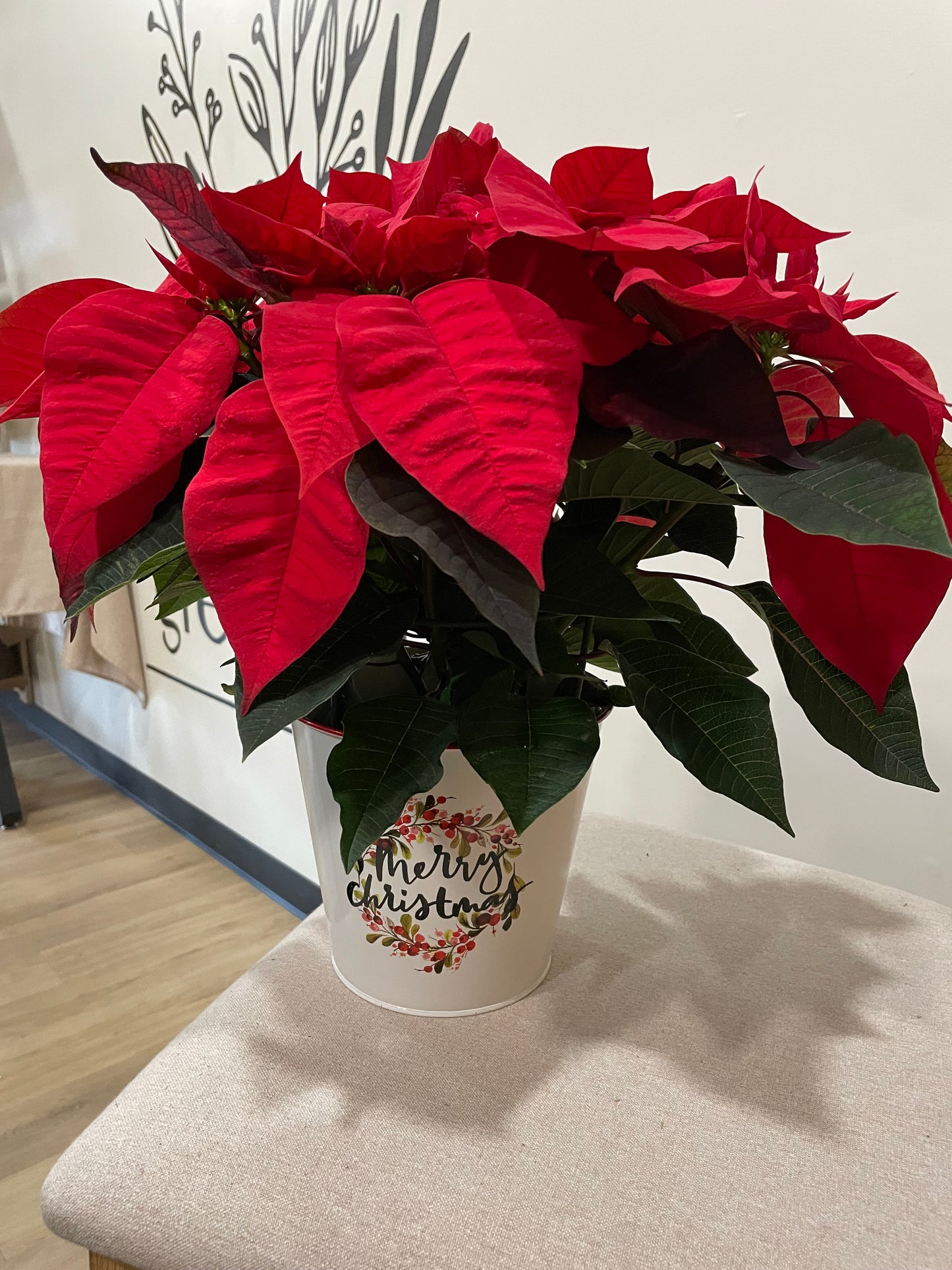 6.5" Poinsettia