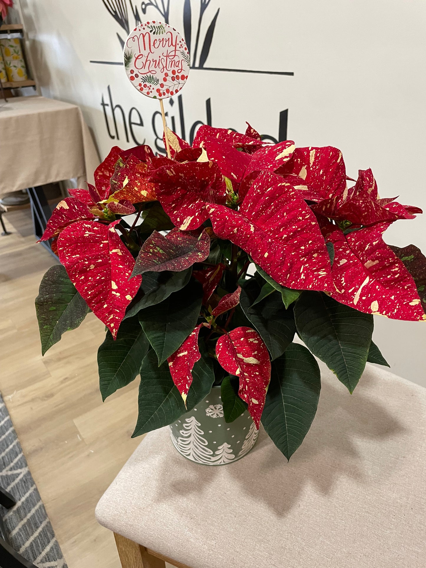 6.5" Poinsettia