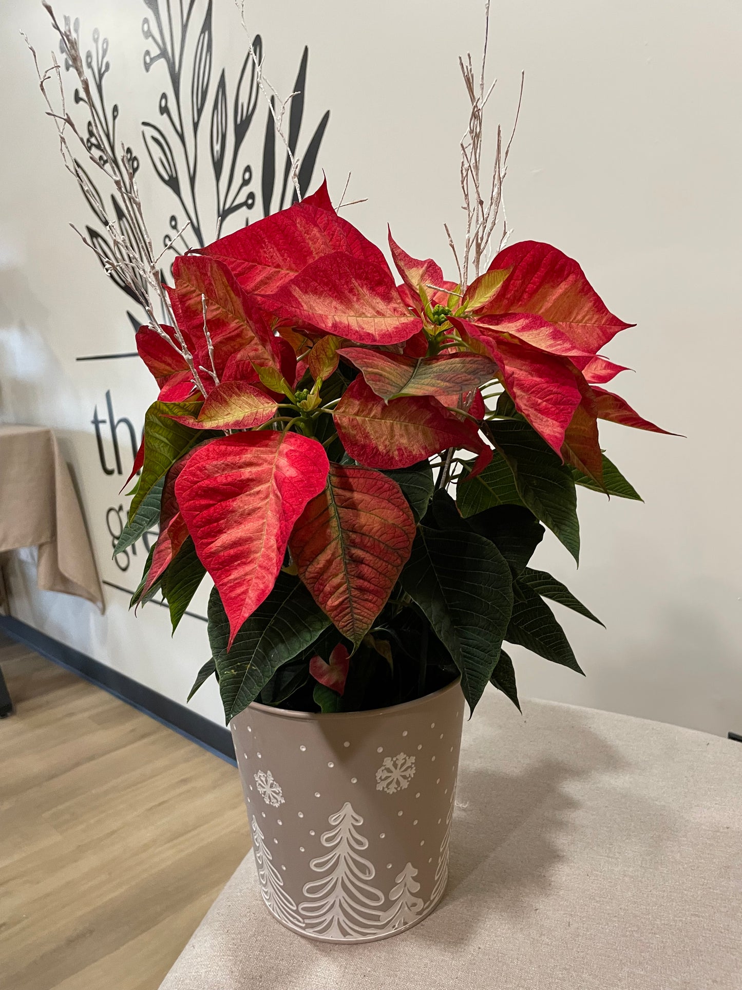 6.5" Poinsettia