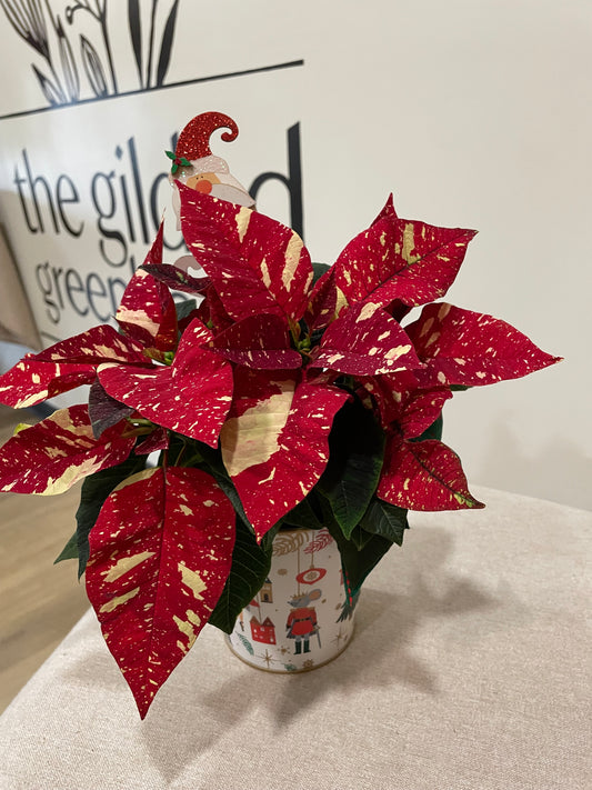 4.5" Poinsettia