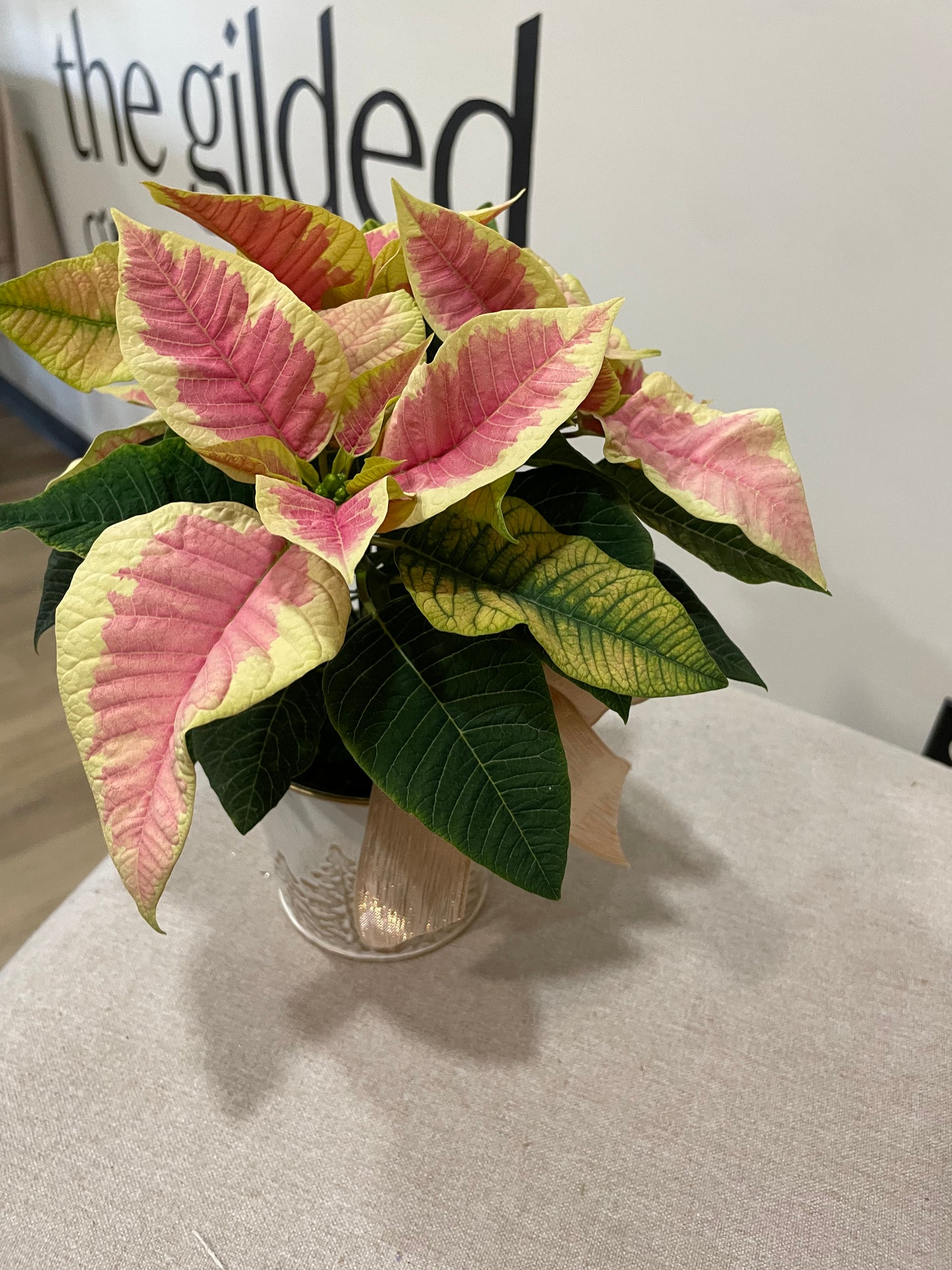 4.5" Poinsettia