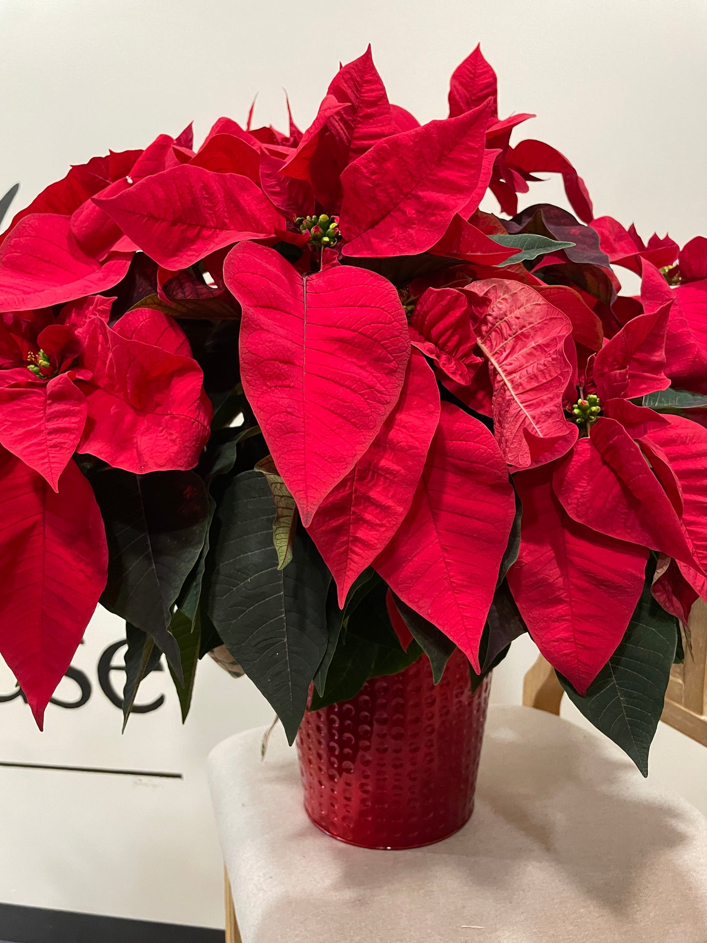 8" Poinsettia