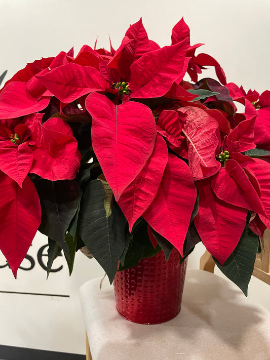 8" Poinsettia