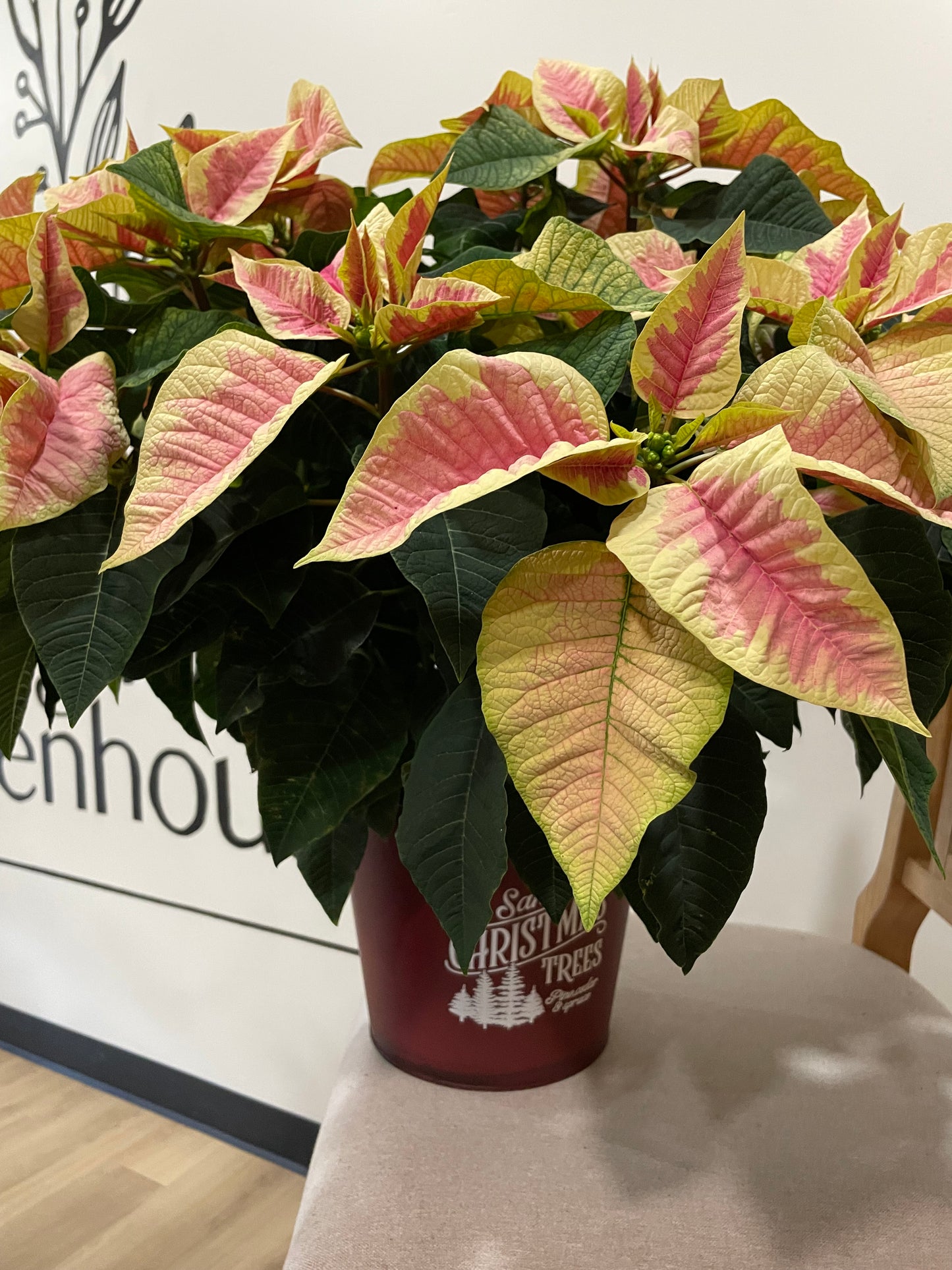 8" Poinsettia