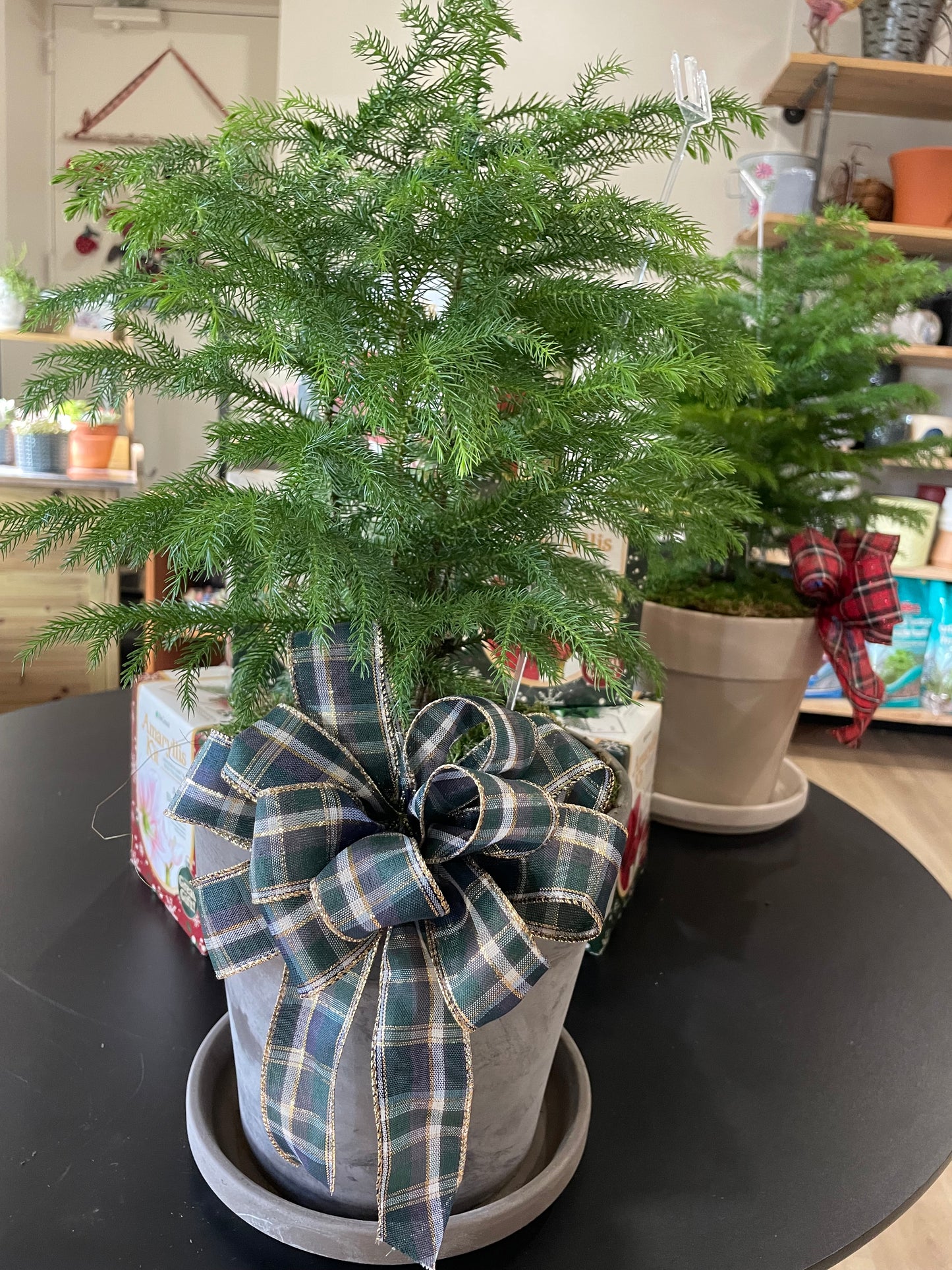 Norfolk Island Pine (6")