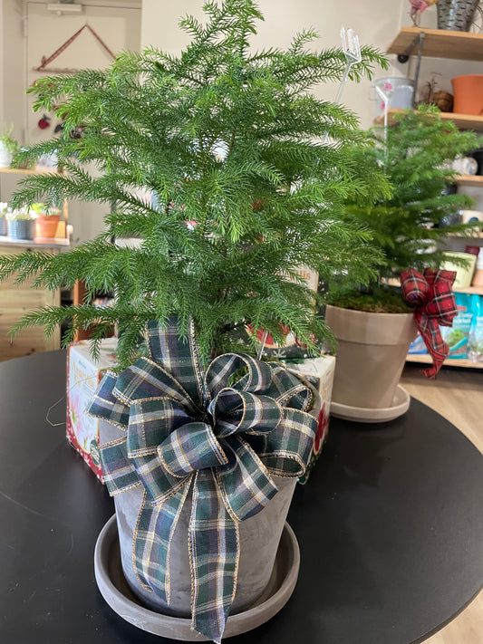 Norfolk Island Pine (6")