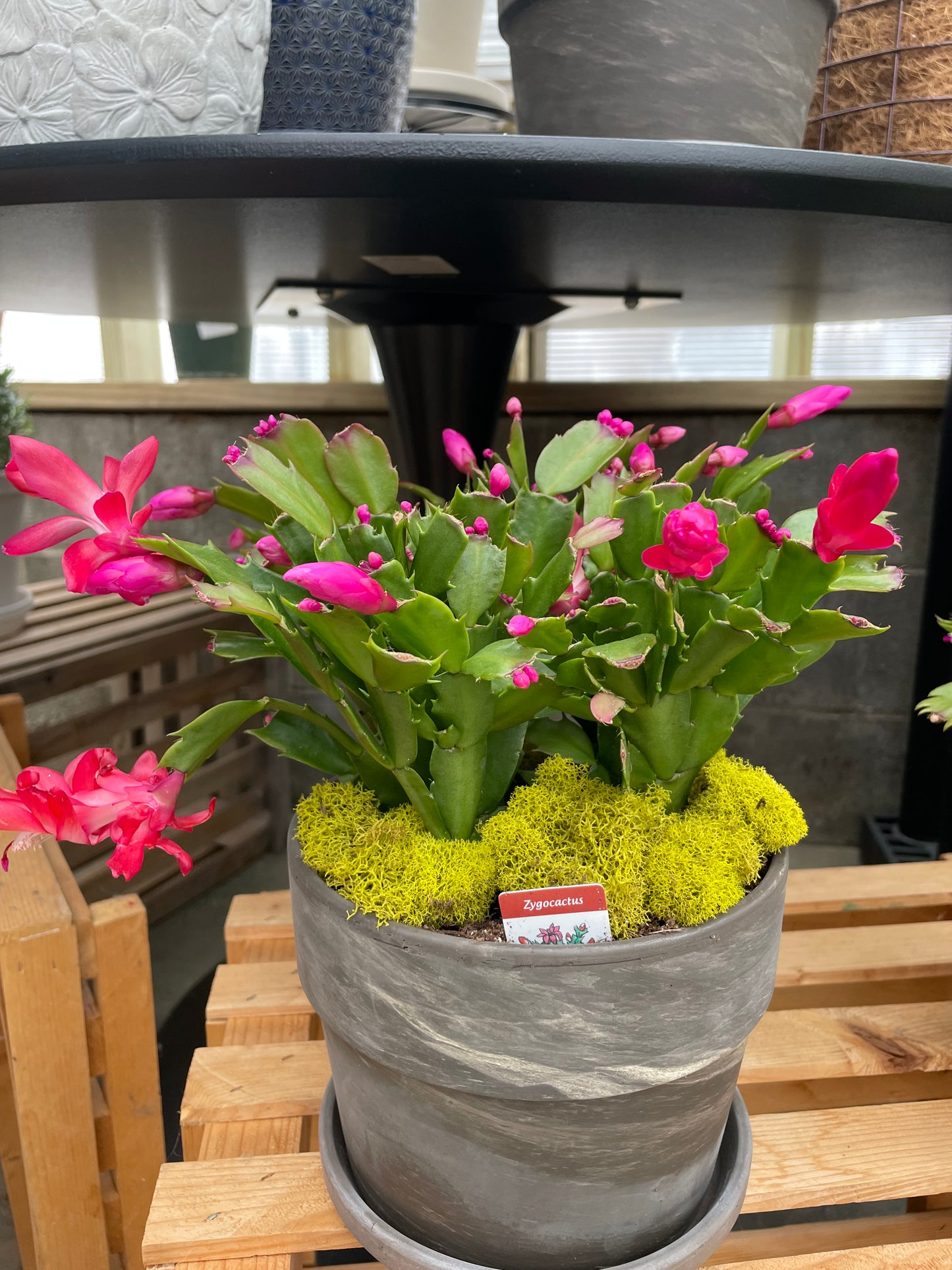 Christmas Cactus (6")