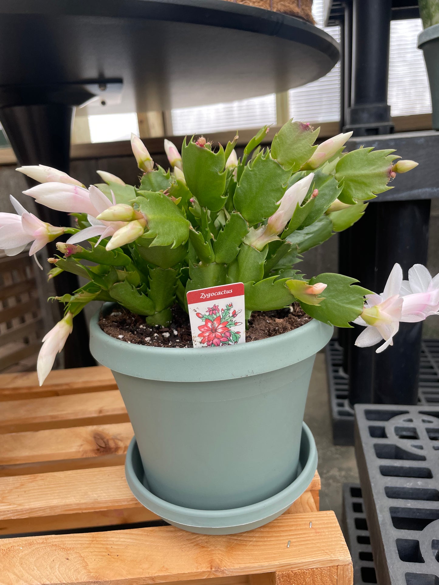 Christmas Cactus (6")