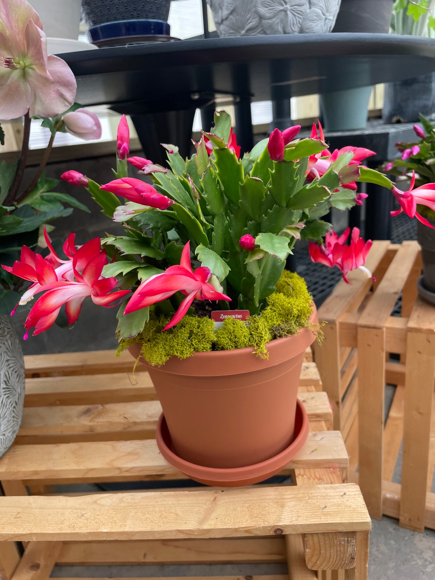 Christmas Cactus (6")