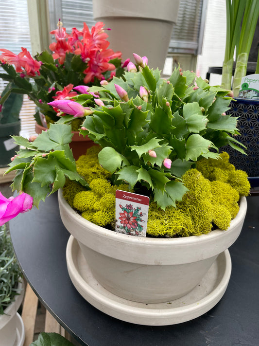 Christmas Cactus (6")